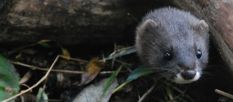 Nuevos enfoques en la conservación del visón europeo en España