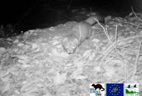 Mustela lutreola. Río Iregua. La Rioja