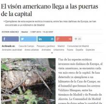 El visón americano llega a las puertas de la capital El visón americano llega a las puertas de la capital