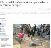 A la caza del visón americano para salvar a su "primo" europeo A la caza del visón americano para salvar a su "primo" europeo